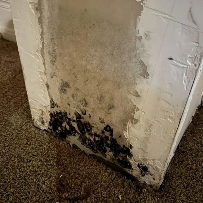 Professional Mold Removal in Hideaway, TX